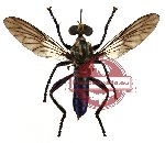 Diptera sp. 22 (SPREAD)
