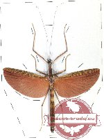 Marmessoidea vinosa (A-)