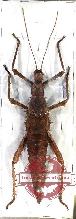Haaniella grayii