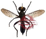 Diptera sp. 23 (SPREAD)