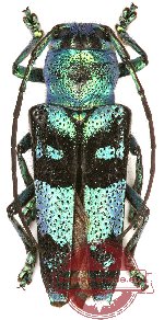 Glenea celestis (A-)