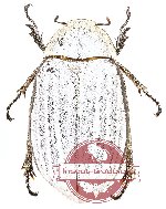 Lepidiota sp. 14