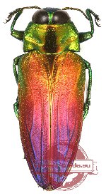 Belionota sp. 11