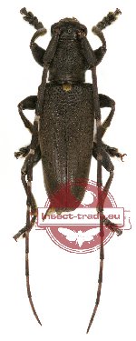 Acalolepta sp. 7
