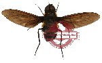 Diptera sp. 27 (SPREAD)