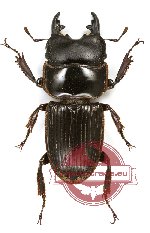 Aegus sp. 8A