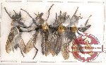 Scientific lot no. 1 Diptera (4 pcs)