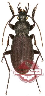 Carabus (Leptinocarabus) wulffiusi