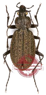 Carabus (s.str.) granulatus yezoensis