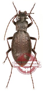 Carabus (Hypsocarabus) latro Semenov