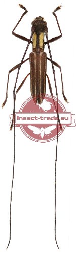 Cylindrepomus grammicus Pascoe, 1860 ssp. hecate Dillon et Dillon, 1947