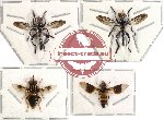 Scientific lot no. 3 Diptera (4 pcs) (spread)