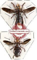 Scientific lot no. 4 Diptera (2 pcs)