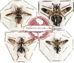Scientific lot no. 5 Diptera (4 pcs)