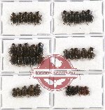 Scientific lot no. 254A Coprophaga (35 pcs)