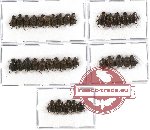 Scientific lot no. 253 Coprophaga (35 pcs A-, A2)