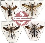 Scientific lot no. 6 Diptera (4 pcs)