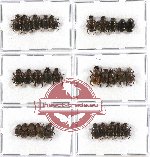 Scientific lot no. 255A Coprophaga (30 pcs)