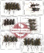 Scientific lot no. 4A Cicindelidae (26 pcs A-, A2)