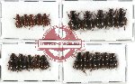 Hybosorinae sc. lot no. 32 (20 pcs)