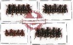 Hybosorinae sc. lot no. 33 (20 pcs)