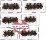 Hybosorinae sc. lot no. 34 (28 pcs - 5 pcs A2)