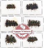 Scientific lot no. 147 Carabidae (28 pcs A-, A2)