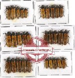 Scientific lot no. 53 Elateridae (30 pcs)