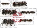 Scientific lot no. 242 Coprophaga (41 pcs A-, A2)