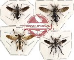 Scientific lot no. 7 Diptera (4 pcs)