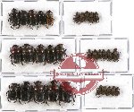 Scientific lot no. 250 Coprophaga (30 pcs)