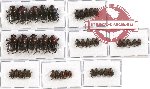 Scientific lot no. 251 Coprophaga (40 pcs)