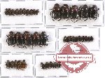 Scientific lot no. 246 Coprophaga (40 pcs A-, A2)