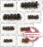 Scientific lot no. 248 Coprophaga (38 pcs)