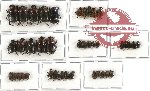 Scientific lot no. 249 Coprophaga (40 pcs)