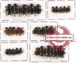 Scientific lot no. 244 Coprophaga (30 pcs A-, A2)