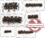 Scientific lot no. 243 Coprophaga (38 pcs A-, A2)