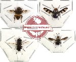 Scientific lot no. 8 Diptera (4 pcs) (2 pcs A-) (SPREAD)
