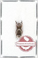 Scientific lot no. 53 Anthribidae (Ozotomerus bipunctatus) (1 pc A2)
