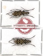 Scientific lot no. 54 Anthribidae (Mecotropis maculosa) (2 pcs)