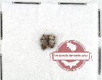 Scientific lot no. 40 Anthribidae (Exechesops wollastoni) (2 pcs)