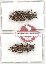 Scientific lot no. 56 Anthribidae (Phloeopemon continentale) (2 pcs)