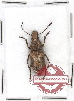Scientific lot no. 46 Anthribidae (Platystomus wallacei malaicus) (1 pc)