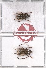 Scientific lot no. 55 Anthribidae (Phloebius gigas) (2 pcs)