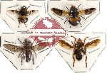 Scientific lot no. 9 Diptera (4 pcs) (SPREAD)