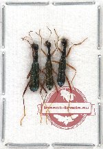 Scientific lot no. 7 Cicindelidae (Neocollyris spp.) (3 pcs A-, A2)