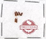 Scientific lot no. 153A Carabidae (5 pcs)