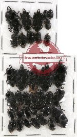 Scientific lot no. 51 Histeridae (35 pcs)