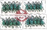 Scientific lot no. 207 Curculionidae (Eupholus chevrolati) (20 pcs A-, A2)