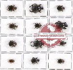 Scientific lot no. 241 Coprophaga (Onthophagus spp.) (12 pcs - 4 pcs A2)